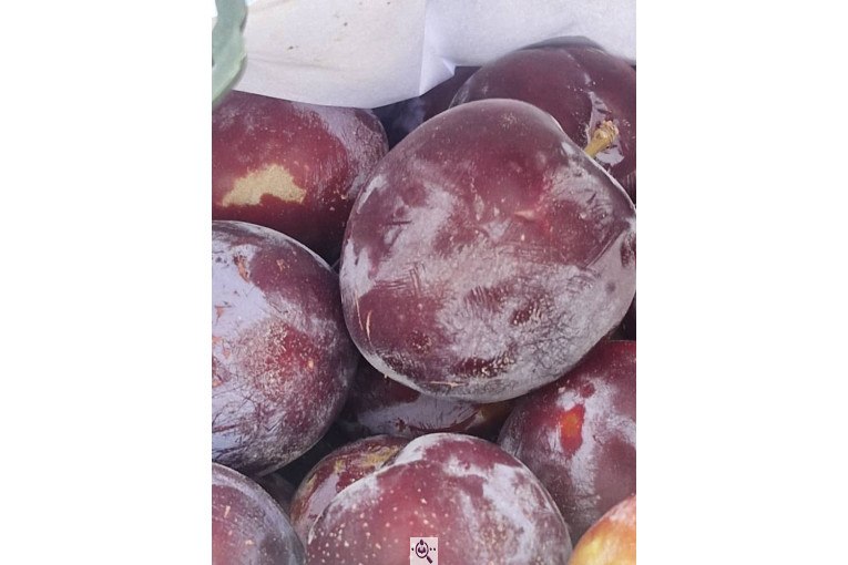 میوه و تره بار و صیفی جات دشتبان در بناب