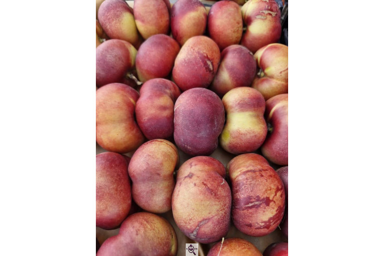 میوه و تره بار و صیفی جات دشتبان در بناب