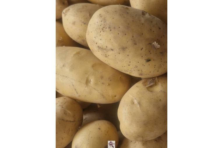 میوه و تره بار و صیفی جات دشتبان در بناب