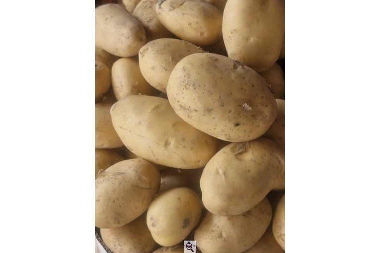 میوه و تره بار و صیفی جات دشتبان در بناب