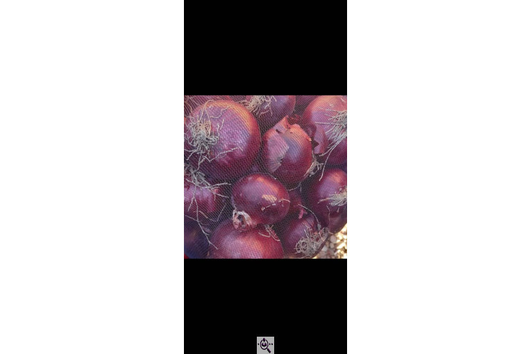 میوه و تره بار و صیفی جات دشتبان در بناب