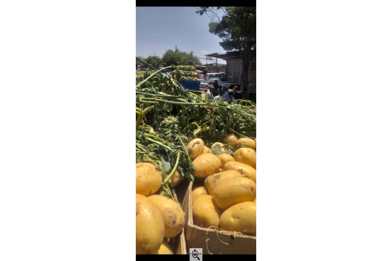 میوه و تره بار و صیفی جات دشتبان در بناب