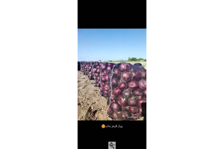 میوه و تره بار و صیفی جات دشتبان در بناب