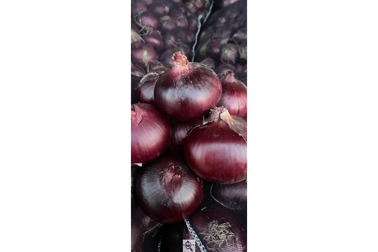 میوه و تره بار و صیفی جات دشتبان در بناب