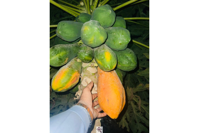 صادرات و تامین کننده میوه گرمسیری انبه گواوا پاپایا در چابهار