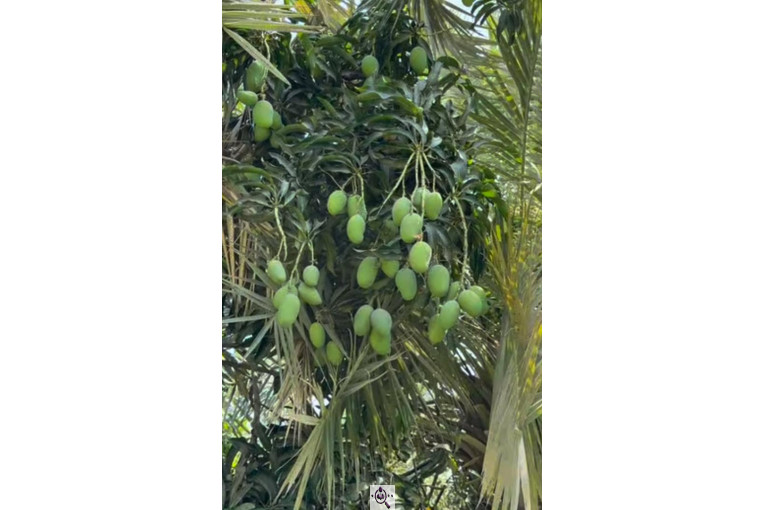 صادرات و تامین کننده میوه گرمسیری انبه گواوا پاپایا در چابهار