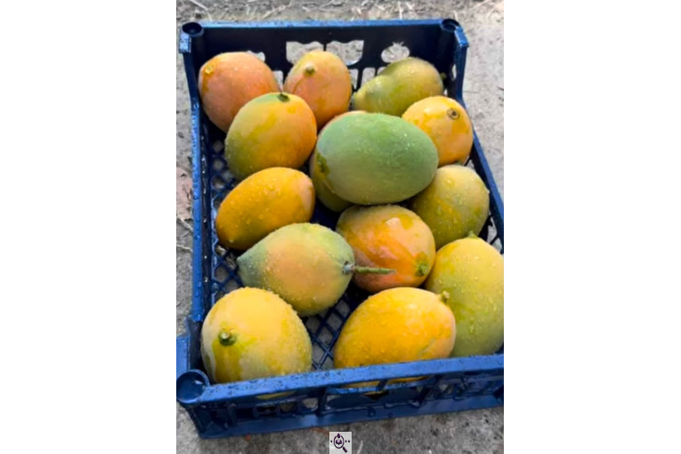 صادرات و تامین کننده میوه گرمسیری انبه گواوا پاپایا در چابهار