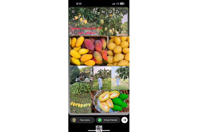 صادرات و تامین کننده میوه گرمسیری انبه گواوا پاپایا در چابهار