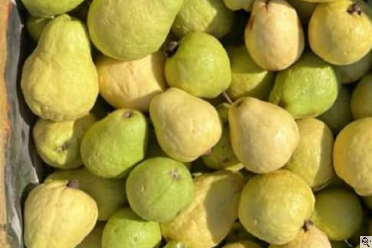 صادرات و تامین کننده میوه گرمسیری انبه گواوا پاپایا در چابهار