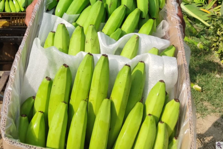 صادرات و تامین کننده میوه گرمسیری انبه گواوا پاپایا در چابهار