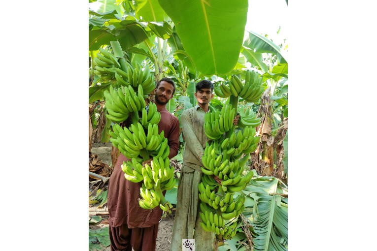 صادرات و تامین کننده میوه گرمسیری انبه گواوا پاپایا در چابهار