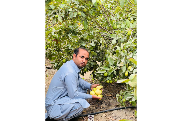 صادرات و تامین کننده میوه گرمسیری انبه گواوا پاپایا در چابهار