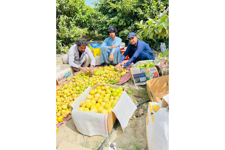 صادرات و تامین کننده میوه گرمسیری انبه گواوا پاپایا در چابهار