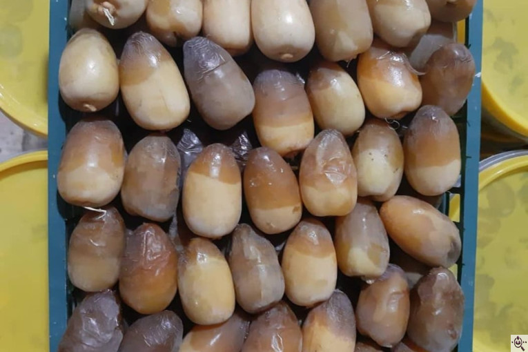 خرما و رطب کبکاب پاریو در خشت