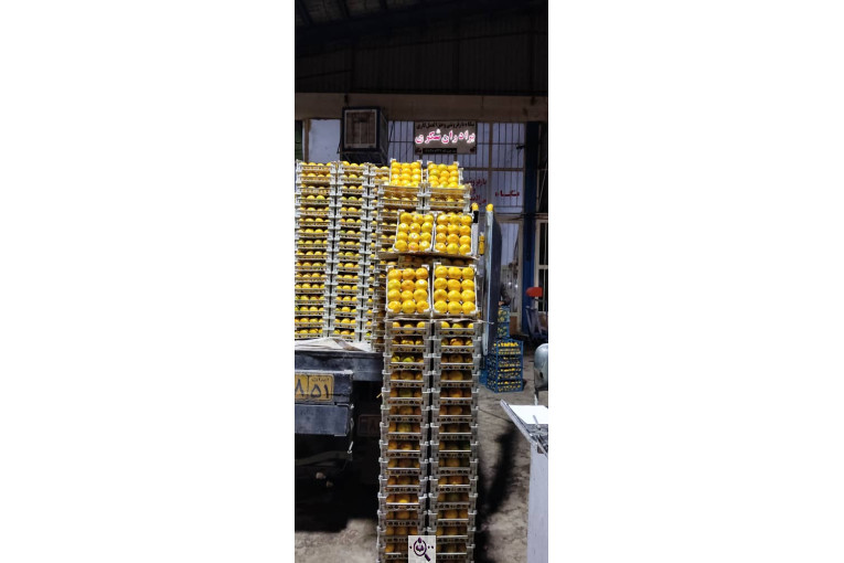 بارفروشی برادران شکری در سنندج