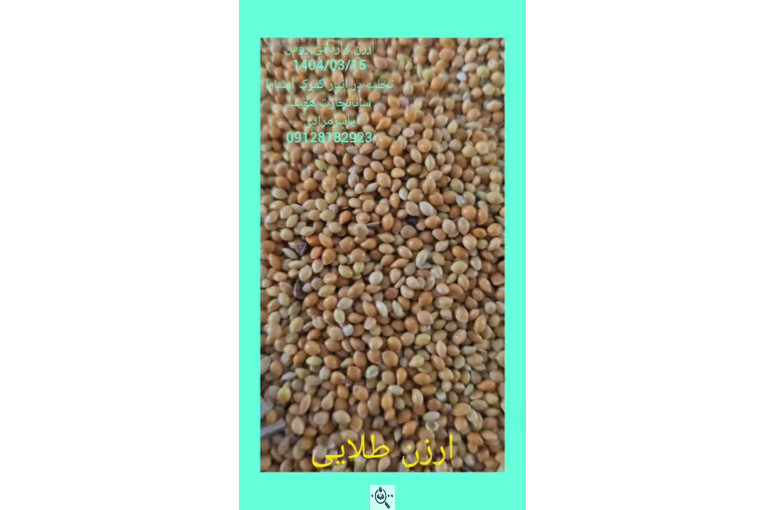 واردات تخصصی ارزن روس از روسیه در آستارا