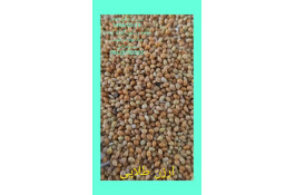 واردات تخصصی ارزن روس از روسیه در آستارا