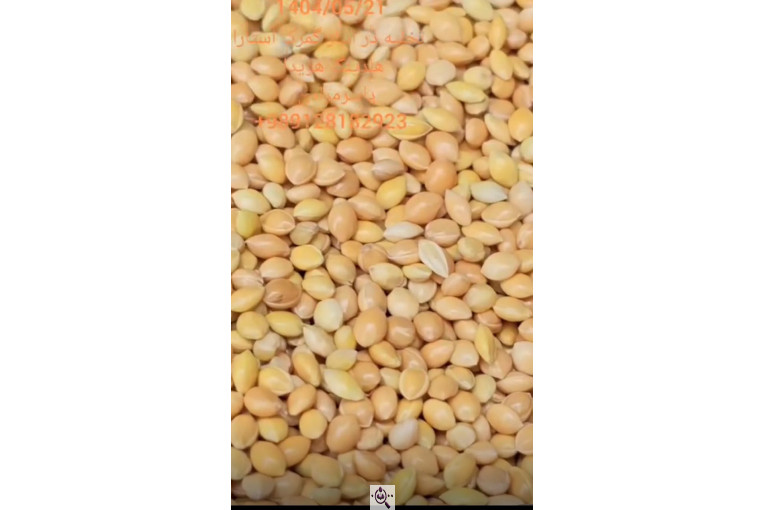 واردات تخصصی ارزن روس از روسیه در آستارا