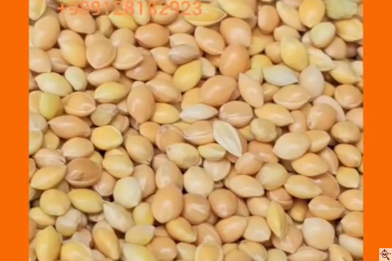 واردات تخصصی ارزن روس از روسیه در آستارا