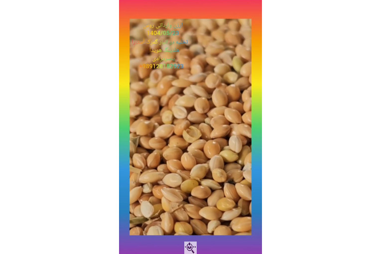 واردات تخصصی ارزن روس از روسیه در آستارا