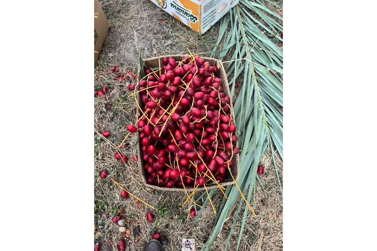 صادرات و بازرگانی خرما ابوالفضل در حاجی آباد هرمزگان