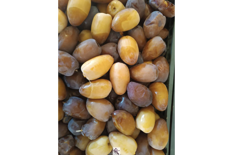 خرما و رطب و قصب زارع بنه سید در فارس