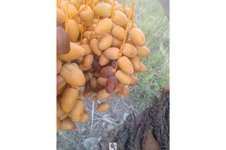 خرما و رطب و قصب زارع بنه سید در فارس
