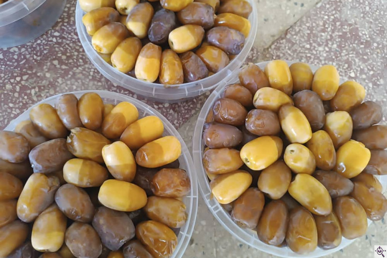 خرما و رطب و قصب زارع بنه سید در فارس
