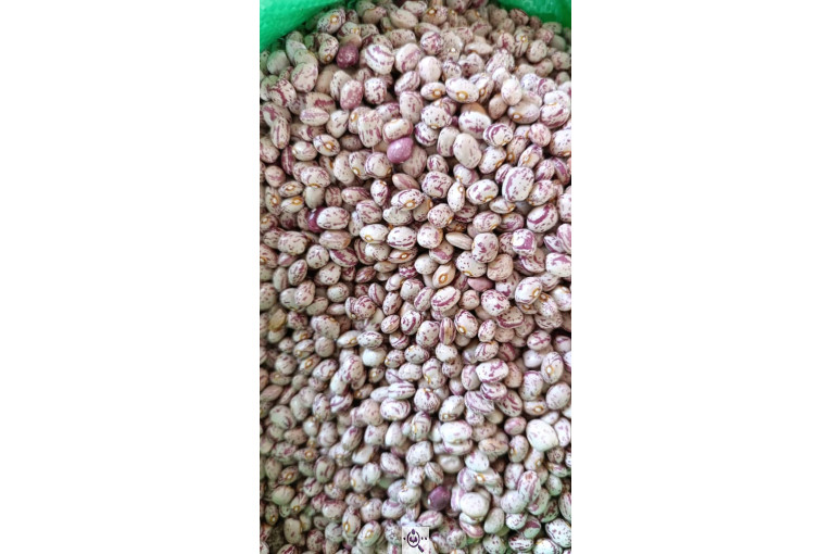 محصولات کشاورزی حبوبات و غلات دردانه در خیرآباد زنجان