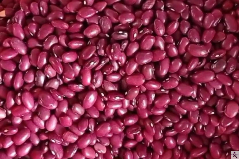 محصولات کشاورزی حبوبات و غلات دردانه در خیرآباد زنجان