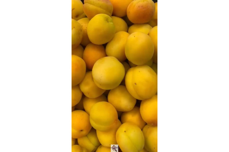 سوپر میوه باغ بهشت در مشهد