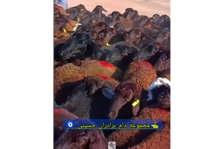 دامداری فرزاد حسینی مجموعه دام برادران حسینی در میاندوآب
