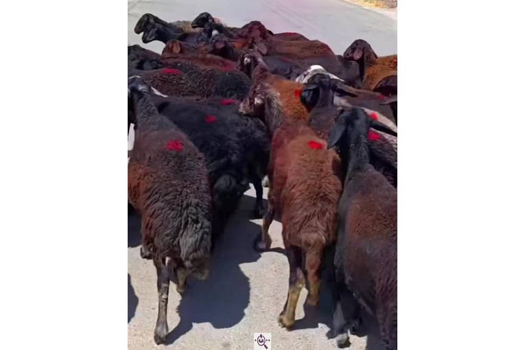 دامداری فرزاد حسینی مجموعه دام برادران حسینی در میاندوآب