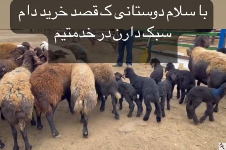 دامداری برادران قرجه لو در زنجان