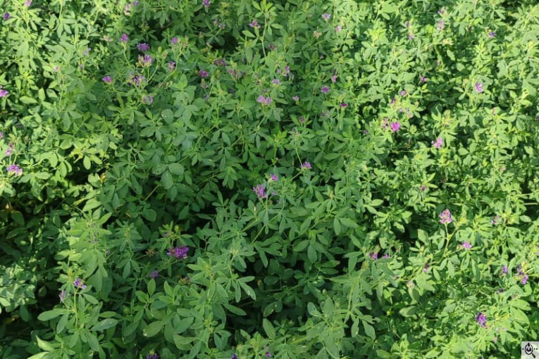 نهادهای دامی سجادی در هرمزگان