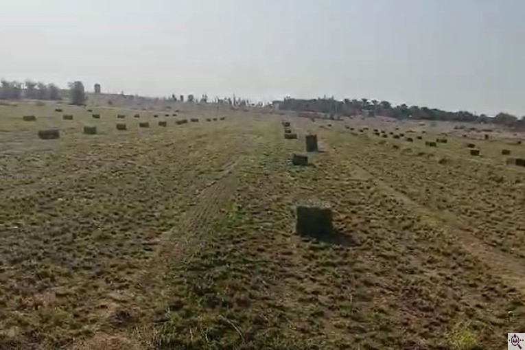 نهادهای دامی سجادی در هرمزگان