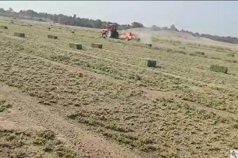 نهادهای دامی سجادی در هرمزگان