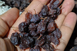 تولید کشمش و شیره انگور نوری در شهریار