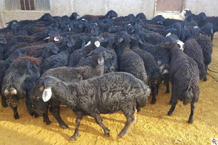 دامداری رضا قرجه لو در زنجان