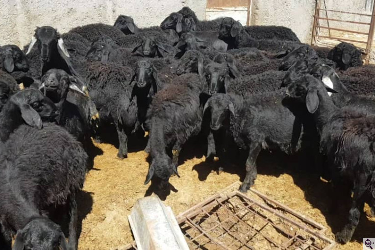 دامداری رضا قرجه لو در زنجان