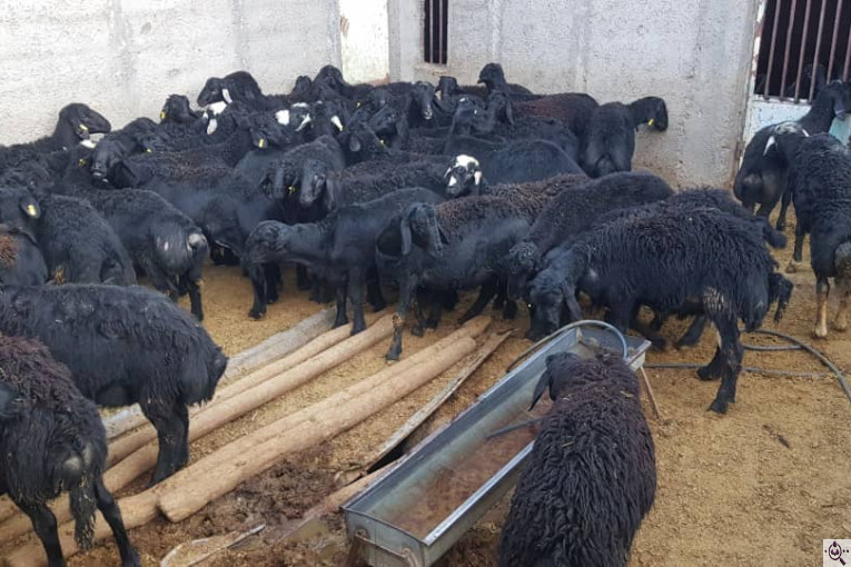 دامداری رضا قرجه لو در زنجان