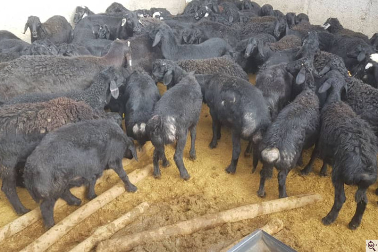 دامداری رضا قرجه لو در زنجان