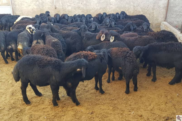 دامداری رضا قرجه لو در زنجان