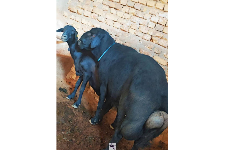 دامداری رضا قرجه لو در زنجان