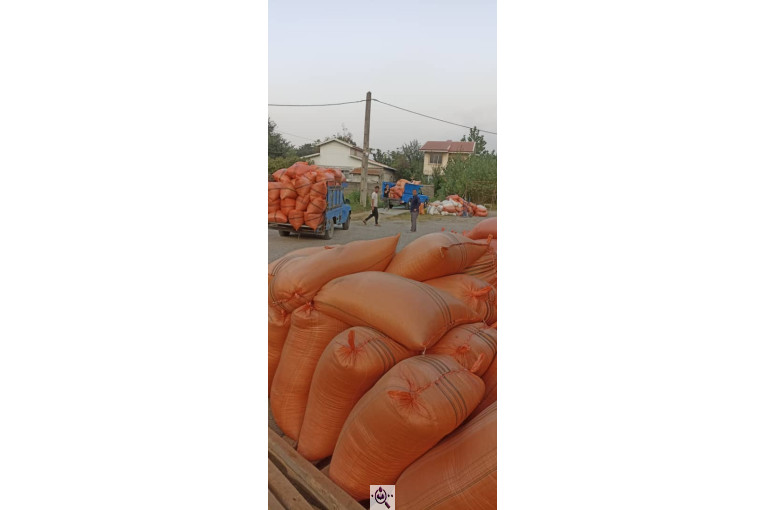 برنجکوبی خداپرست در سنگر