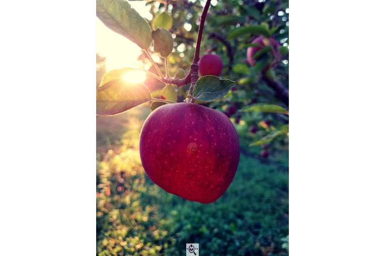 سردخانه احمدزاده در اشنویه