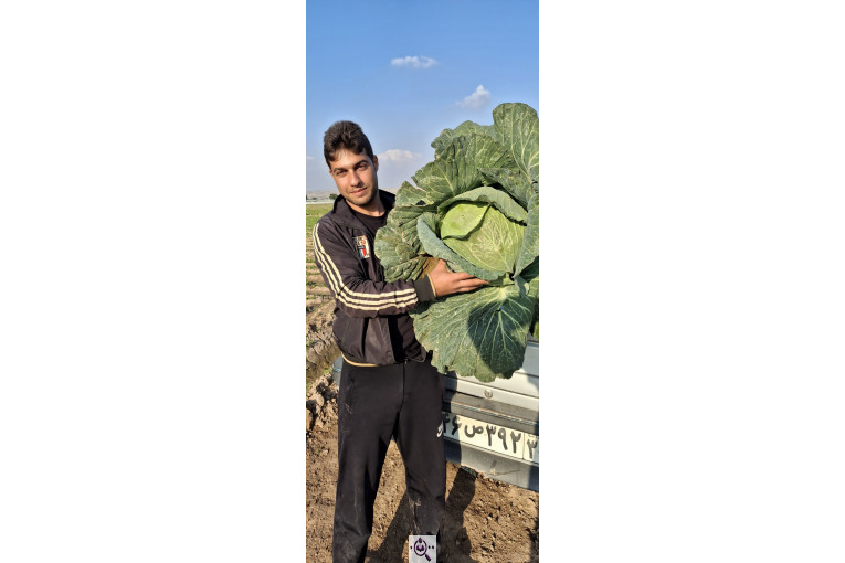 صادرات صیفی جات محمد استاد در دزفول