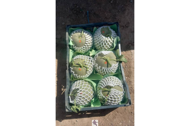 صادرات صیفی جات محمد استاد در دزفول