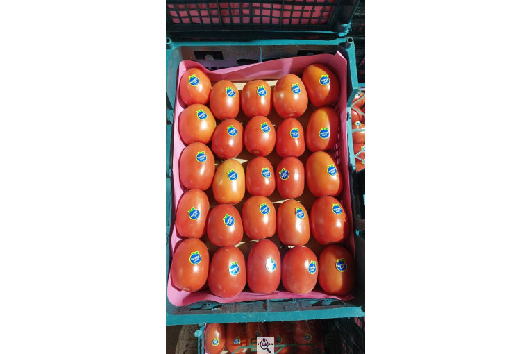 صادرات صیفی جات محمد استاد در دزفول