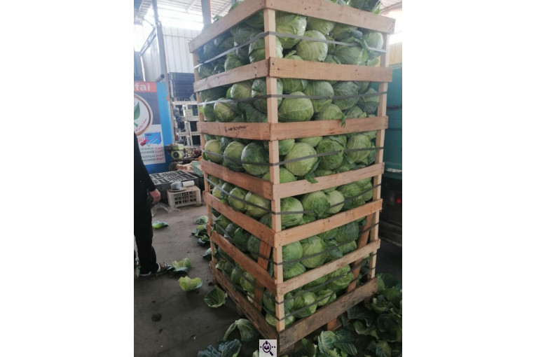 صادرات صیفی جات محمد استاد در دزفول